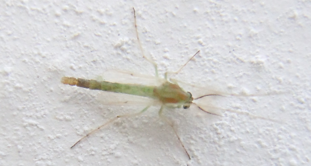 Chironomidae verde